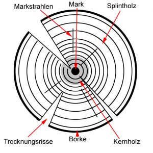 Abb: Aufbau des Holzes